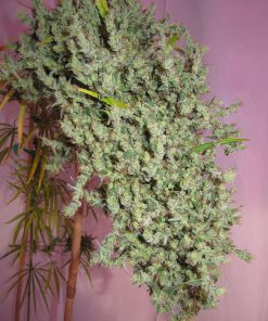 Nevilles Haze – 15 Regular Seeds by Mr. Nice Seeds